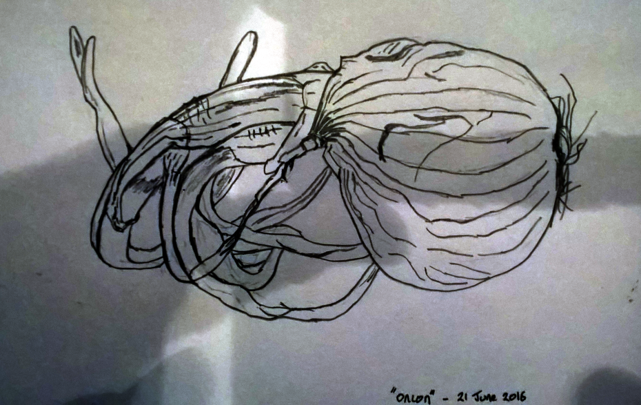 Onion drawing 1